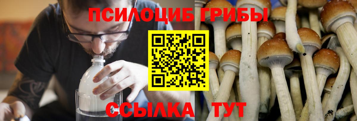 Галлюциногенные грибы Psilocybine cubensis Железноводск